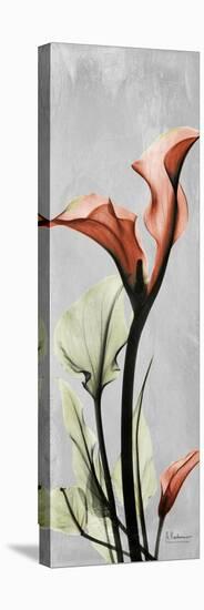 Gray Calla Lily 1-Albert Koetsier-Stretched Canvas