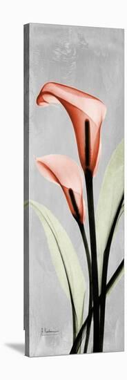 Gray Calla Lily 2-Albert Koetsier-Stretched Canvas