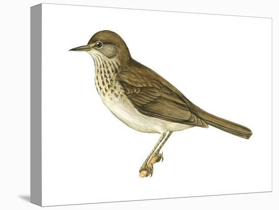 Gray-Cheeked Thrush (Hylocichla Minima), Birds-Encyclopaedia Britannica-Stretched Canvas