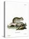 Gray Dwarf Hamster-null-Premier Image Canvas