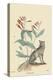 Gray Fox-Mark Catesby-Stretched Canvas