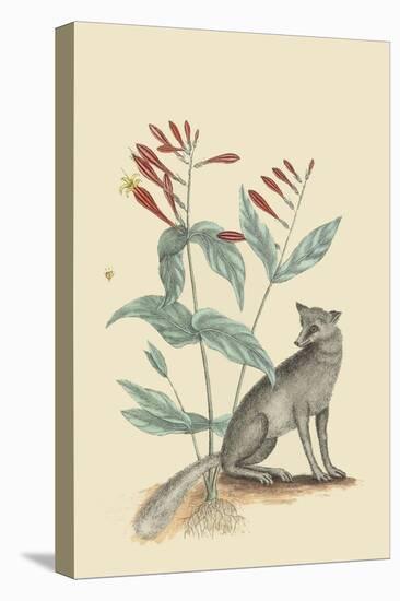 Gray Fox-Mark Catesby-Stretched Canvas