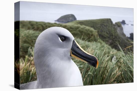 Gray-Headed Albatross on Diego Ramirez Islands, Chile-Paul Souders-Premier Image Canvas