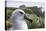 Gray-Headed Albatross on Diego Ramirez Islands, Chile-Paul Souders-Premier Image Canvas