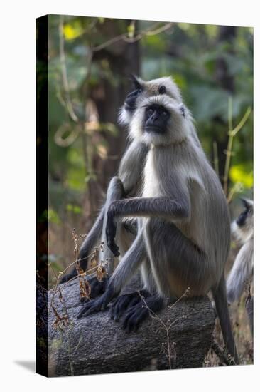 Gray langurs, Madhya Pradesh, India-Art Wolfe Wolfe-Premier Image Canvas