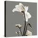 Gray Luster Cyclamen-Albert Koetsier-Stretched Canvas