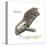 Gray Mouse Lemur (Microcebus Murinus), Mammals-Encyclopaedia Britannica-Stretched Canvas