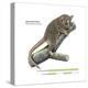 Gray Mouse Lemur (Microcebus Murinus), Mammals-Encyclopaedia Britannica-Stretched Canvas