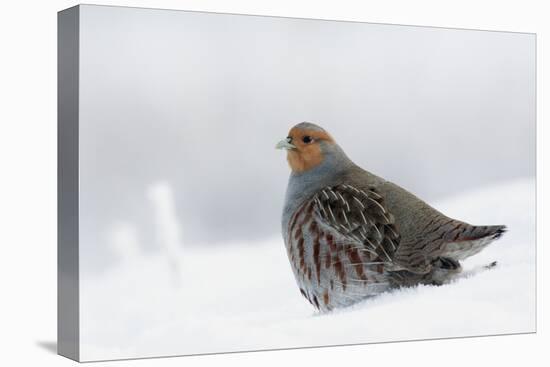 Gray Partridge-Ken Archer-Premier Image Canvas