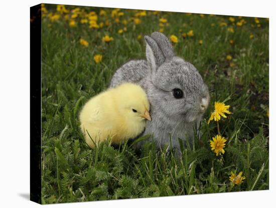 Gray Rabbit Bunny Baby and Yellow Chick Best Friends-Richard Peterson-Premier Image Canvas