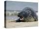 Gray Seal (Grey Seal), Halichoerus Grypus, Heligoland, Germany, Europe-Thorsten Milse-Premier Image Canvas