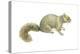 Gray Squirrel (Sciurus Carolinensis), Mammals-Encyclopaedia Britannica-Stretched Canvas