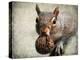 Gray Squirrel with Nut-Jai Johnson-Premier Image Canvas