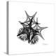 Gray Starfish 2-Albert Koetsier-Stretched Canvas