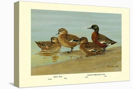 Gray Teal and Chestnut-Breasted Teal-Allan Brooks-Stretched Canvas
