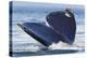 Gray Whale Diving, Hood Canal, Washington State-Ken Archer-Premier Image Canvas