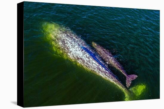 Gray whale mother and calf, Magdalena Bay, Mexico-Doc White-Premier Image Canvas