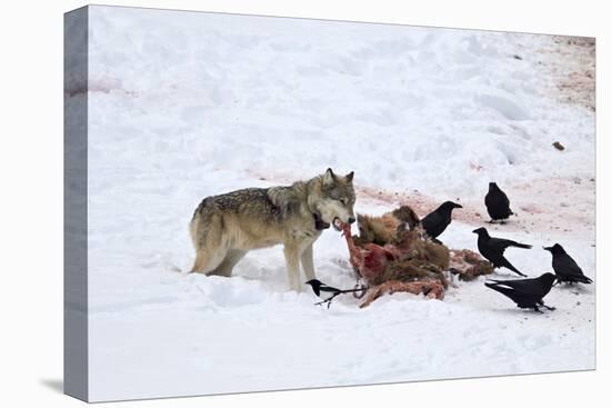 Gray Wolf (Canis Lupus) 870F of the Junction Butte Pack at an Elk Carcass in the Winter-James Hager-Premier Image Canvas