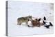 Gray Wolf (Canis Lupus) 870F of the Junction Butte Pack at an Elk Carcass in the Winter-James Hager-Premier Image Canvas