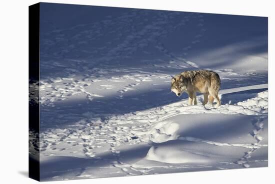 Gray Wolf (Canis Lupus) 870F of the Junction Butte Pack in the Winter-James Hager-Premier Image Canvas