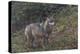 Gray Wolf (Canis Lupus), Bavarian Forest National Park, Bavaria, Germany, Europe-Sergio Pitamitz-Premier Image Canvas