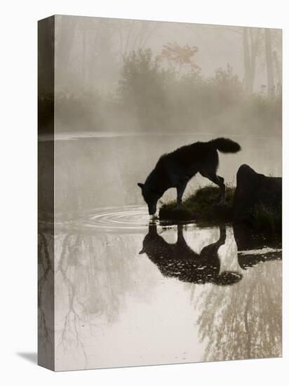 Gray Wolf (Canis Lupus) Drinking in the Fog, Reflected in the Water, in Captivity, Minnesota, USA-James Hager-Premier Image Canvas