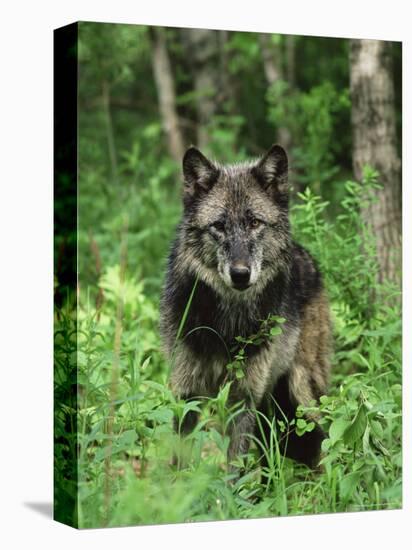 Gray Wolf (Canis Lupus), in Captivity, Sandstone, Minnesota-James Hager-Premier Image Canvas