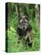 Gray Wolf (Canis Lupus), in Captivity, Sandstone, Minnesota-James Hager-Premier Image Canvas