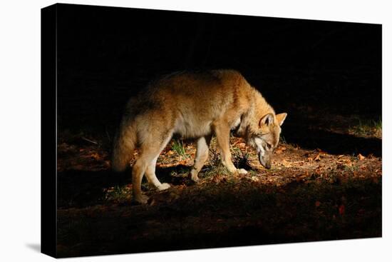 Gray Wolf, Canis Lupus, in the Dark Forest. Wolf Hidden in the Forest. Wildlife Scene from Nature.-Ondrej Prosicky-Premier Image Canvas