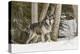 Gray Wolf Canis lupus, Montana-Adam Jones-Premier Image Canvas