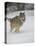 Gray Wolf (Canis Lupus) Running in the Snow in Captivity, Near Bozeman, Montana-null-Premier Image Canvas