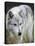 Gray Wolf, Canis Lupus, West Yellowstone, Montana-Maresa Pryor-Premier Image Canvas