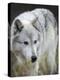 Gray Wolf, Canis Lupus, West Yellowstone, Montana-Maresa Pryor-Premier Image Canvas