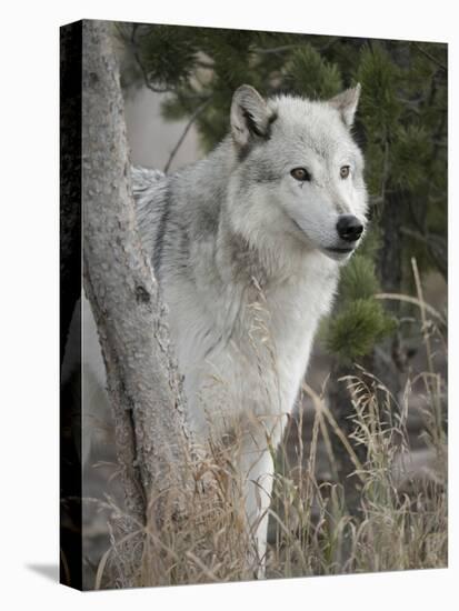 Gray Wolf, Canis Lupus, West Yellowstone, Montana-Maresa Pryor-Premier Image Canvas