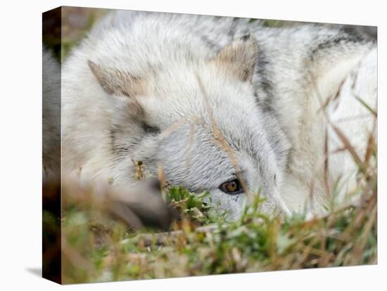 Gray Wolf, Canis Lupus, West Yellowstone, Montana-Maresa Pryor-Premier Image Canvas