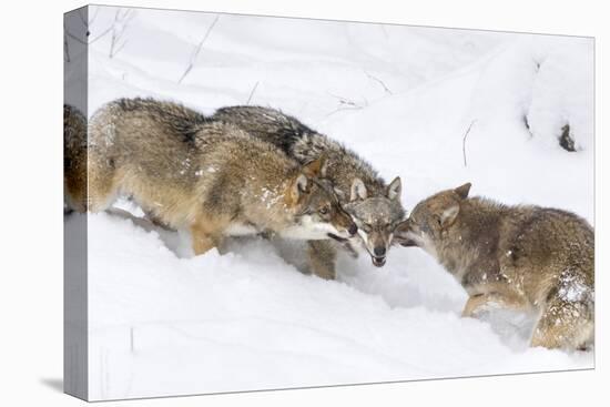 Gray Wolf During Winter in National Park Bavarian Forest. Bavaria, Germany-Martin Zwick-Premier Image Canvas