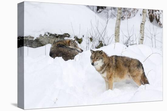 Gray Wolf During Winter in National Park Bavarian Forest. Bavaria, Germany-Martin Zwick-Premier Image Canvas