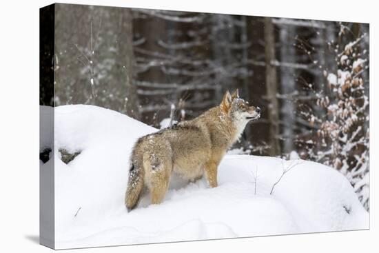 Gray Wolf During Winter in National Park Bavarian Forest. Bavaria, Germany-Martin Zwick-Premier Image Canvas