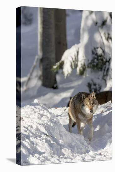 Gray Wolf During Winter in National Park Bavarian Forest. Bavaria, Germany-Martin Zwick-Premier Image Canvas