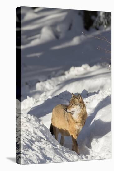 Gray Wolf During Winter in National Park Bavarian Forest. Bavaria, Germany-Martin Zwick-Premier Image Canvas