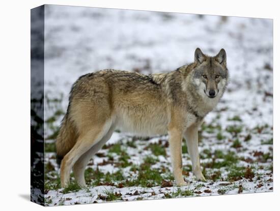 Gray Wolf (Grey Wolf), Canis Lupus, Wildlife Preserve, Rheinhardswald, Germany, Europe-Thorsten Milse-Premier Image Canvas