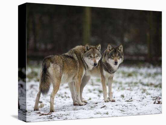 Gray Wolf (Grey Wolf), Canis Lupus, Wildlife Preserve, Rheinhardswald, Germany, Europe-Thorsten Milse-Premier Image Canvas
