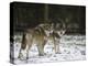 Gray Wolf (Grey Wolf), Canis Lupus, Wildlife Preserve, Rheinhardswald, Germany, Europe-Thorsten Milse-Premier Image Canvas