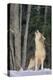 Gray Wolf Howling in Snow-DLILLC-Premier Image Canvas