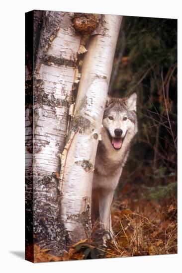 Gray Wolf in a Forest-John Alves-Premier Image Canvas