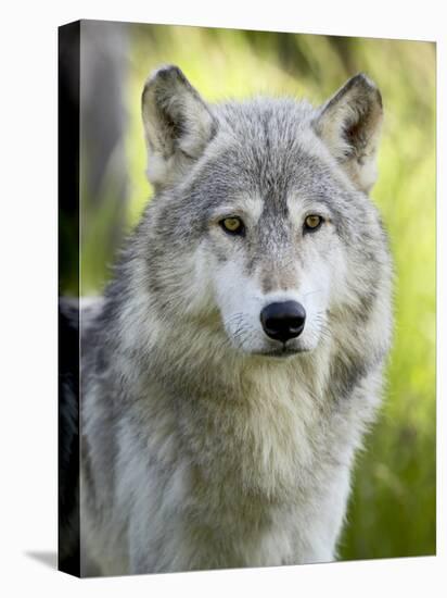 Gray Wolf, in Captivity, Sandstone, Minnesota, USA-James Hager-Premier Image Canvas