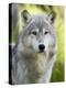 Gray Wolf, in Captivity, Sandstone, Minnesota, USA-James Hager-Premier Image Canvas
