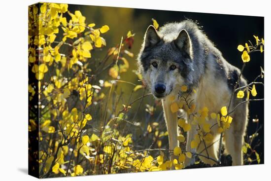 Gray Wolf in Fall, Montana-Richard and Susan Day-Premier Image Canvas