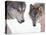 Gray Wolf in Foothills of the Takshanuk Mountains, Alaska, USA-Steve Kazlowski-Premier Image Canvas