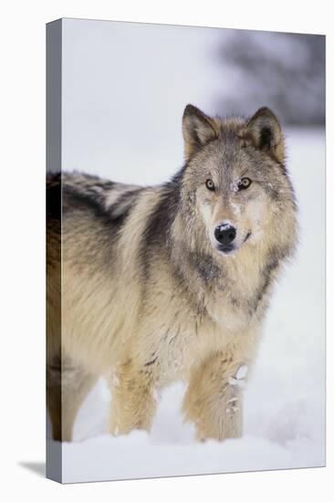 Gray Wolf in Snow-DLILLC-Premier Image Canvas